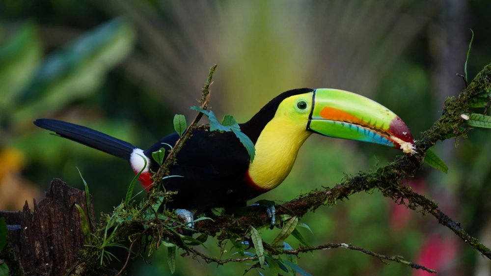 Costa-Rica-scaled