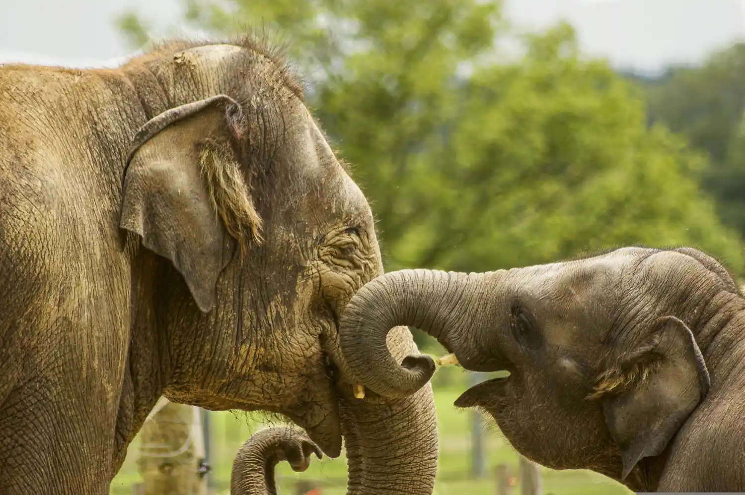 baby-elephant