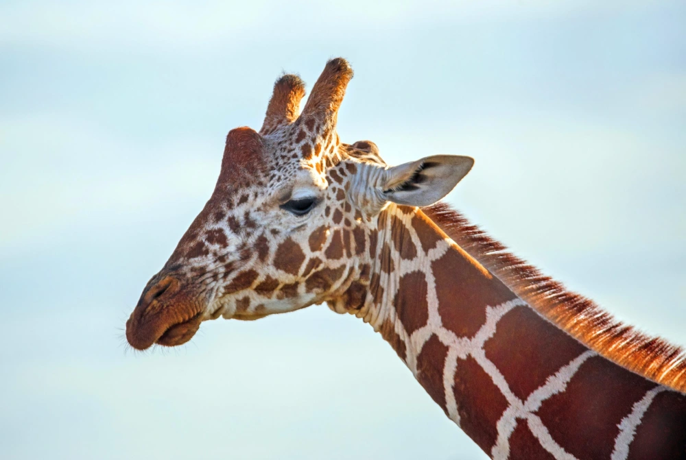 giraffe