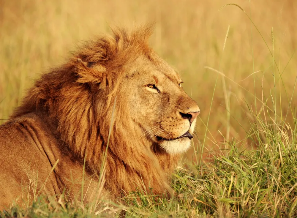 lion