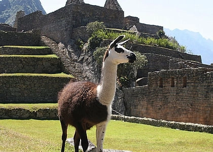 llama-peru-nature-outside